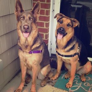 Meet your Posher, Illexus